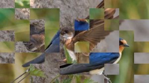 Ласточки (Музыка Дмитрия Маликова.) от Даниила.) (и)