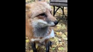 Разговаривает лис