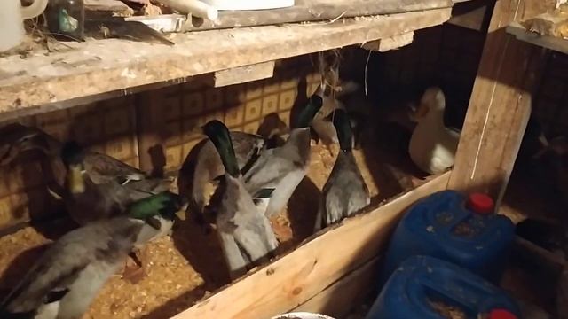 Содержание Уток зимой в Сибири. Нас заваливает снегом смотреть онлайн