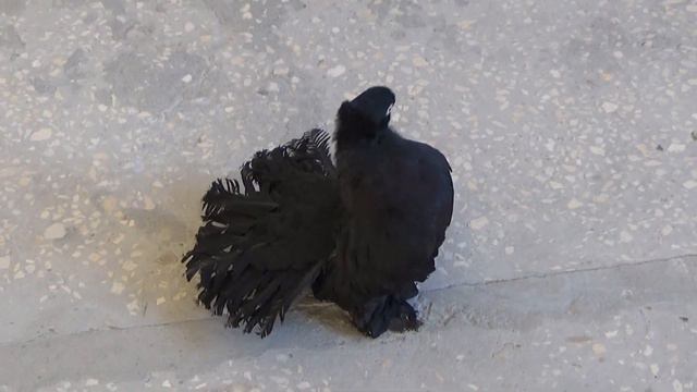 Голуби Черновалова Г. смотреть онлайн