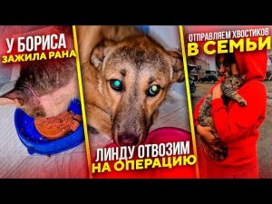 Едем в Ставрополь,Оставляем Линду на Операцию,5 хвостиков отправляются в СемьиОриону чуть полегчало