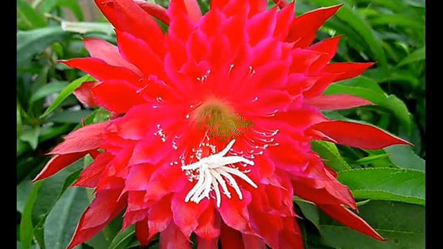 Epiphyllum смотреть онлайн