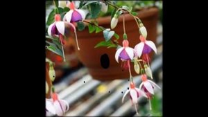 Комнатный цветок фуксия, уход за фуксией