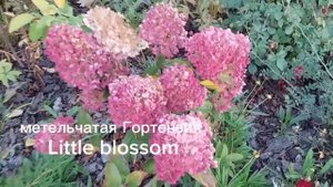 Бордюр из гортензии