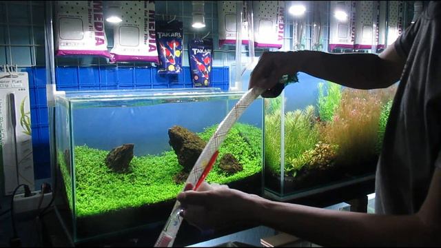 IWAGUMI - 50CM AQUASCAPE SETUP