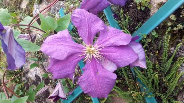Fleurs de Clematite 'Jackmanii superba' смотреть онлайн