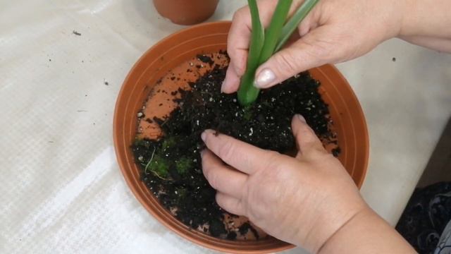 Ксантазома Мики Маус. Моя новиночка. смотреть онлайн