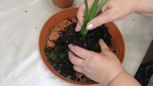 Ксантазома Мики Маус. Моя новиночка.