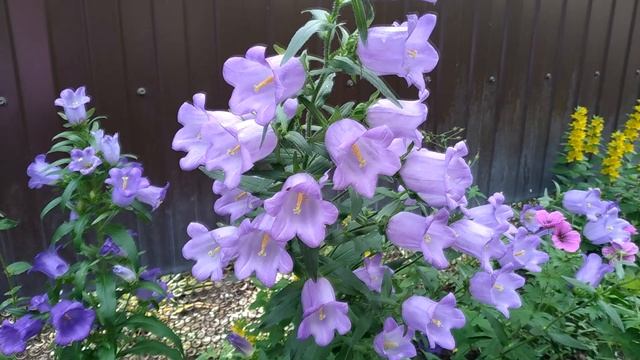 В стране колокольчиков..mp4 2021г. смотреть онлайн