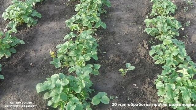 АММИАК  (НАШАТЫРНЫЙ СПИРТ) ПОЛЬЗА ИЛИ ВРЕД ДЛЯ САДА И ОГОРОДА)