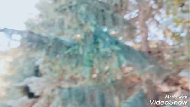 гостевой дом "Эдельвейс" пос. Каменномостский. Двор смотреть онлайн