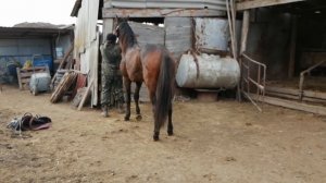 ?3.ч. // ГОЛУБИ // В ГОСТЯХ.У МЕДЕНЕЦ.Н.П. СЕЛ. ЕКАТЕРИНОВКА // РОСТОВСКАЯ ОБЛ. 7.01.20 //?