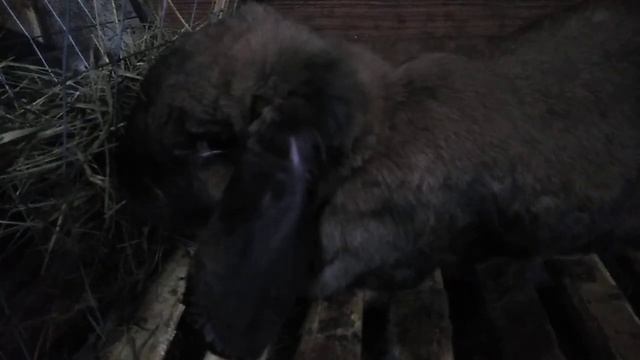 Кролики французский вислоухий баран. Разведение смотреть онлайн