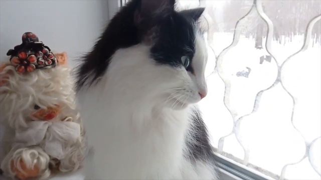 Кот Васька, после кастрации ? С 3 по 29 декабря 2020г. #cat #кот смотреть онлайн