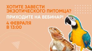 Экзотические животные: кого завести дома? Вебинар Школы «Хвост Ньюс»