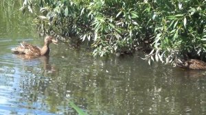 Первый выход  утят от подсадных уток на пруд.