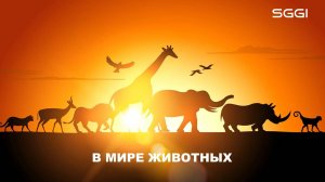 В мире животных