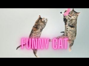 Funny Cats - Relax Time Funny Animals 2022!.mp4