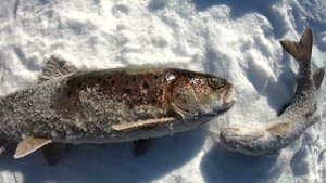 Рыбалка на таёжном ручье. Подо льдом рыбы море