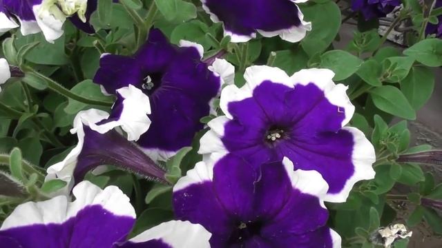 Подкормка  самая лучшая для петуньи.Как цветут мои петуньи.Пройдемся по цветочным горшкам 2020г