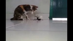 Огромные пауки заползают в дома