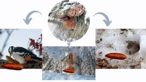 Окружающий мир 2 класс. ТЕМА "НЕВИДИМЫЕ НИТИ В ЗИМНЕМ ЛЕСУ" с.36-39 Перспектива  ч.2