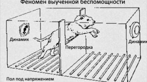 ЖЕСТОКИЕ ЭКСПЕРИМЕНТЫ НАД ЛЮДЬМИ