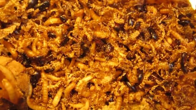 Чудо: Жук-Знахарь Ulomoides dermestoides (Coleoptera, Tenebrionidae) в Украине