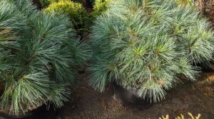 Сосна веймутова"Блю Шег" Pinus strobus "Blue Shag"