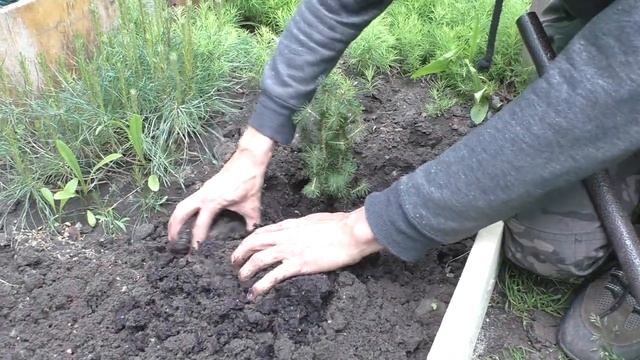 Пересадка Ели канадской Коники в открытый грунт - купленной в супермаркете на новогодние праздники. смотреть онлайн