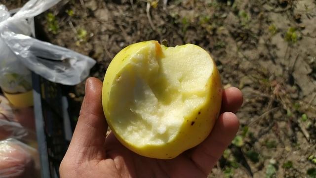 Яблони Кадел, Хоней голд и Белида смотреть онлайн