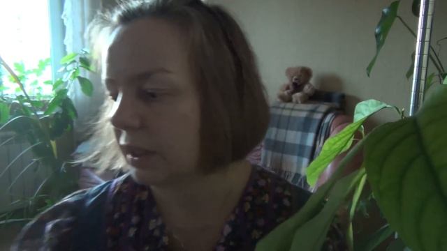 Спасаем спатифиллум