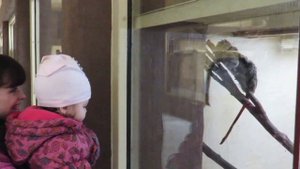 ЗООПАРК ДЛЯ ДЕТЕЙ! КОРМИМ ЖИРАФА, НОСОРОГА, ПЕЛИКАНОВ! Смеемся и ПРИКАЛЫВАЕМСЯ С ОБЕЗЬЯНАМИ.