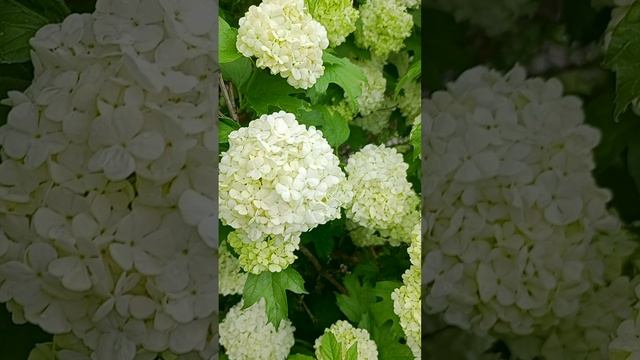 Калина Бульденеж (Viburnum Boulle de neig)?