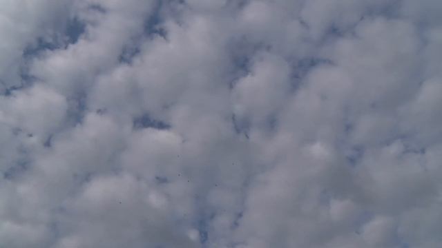 Краснодарские красные и желтые белобородые голуби Сергея Пырхова. смотреть онлайн