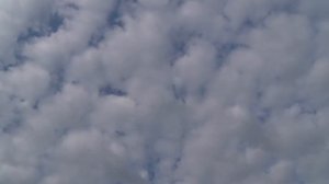 Краснодарские красные и желтые белобородые голуби Сергея Пырхова.