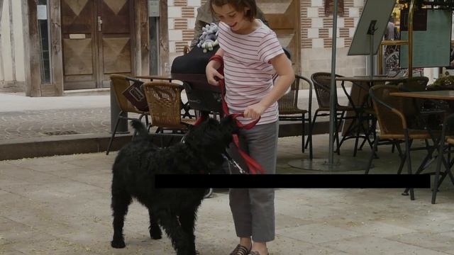 Labradoodle: Your Guide To This Cute Labrador Poodle Mix! смотреть онлайн