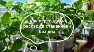 Пересадка (пикировка) рассады в стаканчики без дна,земля не вываливается, и рассада быстро растёт!