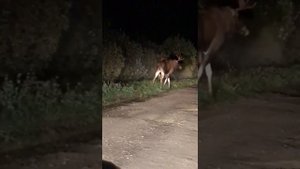 Битва Животных, Лоси