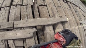 Полный ручей Сибирских сазанов. Рыбалка на кастинговую сеть. Руки болят от этих сазанов.