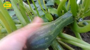 КАБАЧКИ-ЦУКИНИ "ЗЕБРА", ВЫРАЩИВАНИЕ, ЗАГОТОВКА-ЗАМОРОЗКА на ЗИМУ/#irinashparko