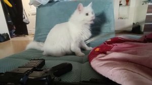 игры с котом!!!