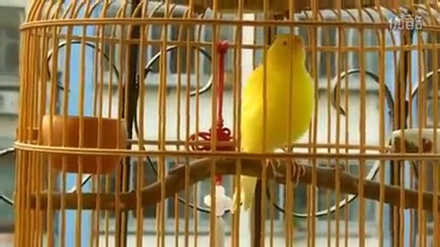 Канарейка поет красиво смотреть онлайн