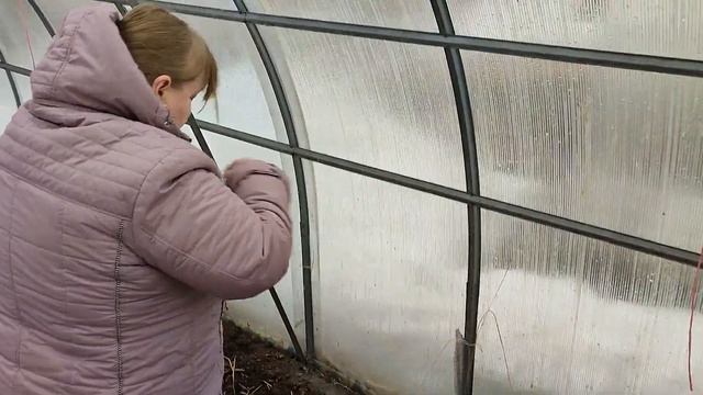 ГОРЧИЦА в теплице: сеем сидераты, чтобы обогатить почву и устроить  севооборот до высадки томатов