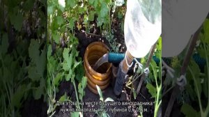 Как ухаживать за виноградом в первый год посадки