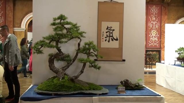 Bonsai exhibition in Prešov, Slovakia 2017 смотреть онлайн