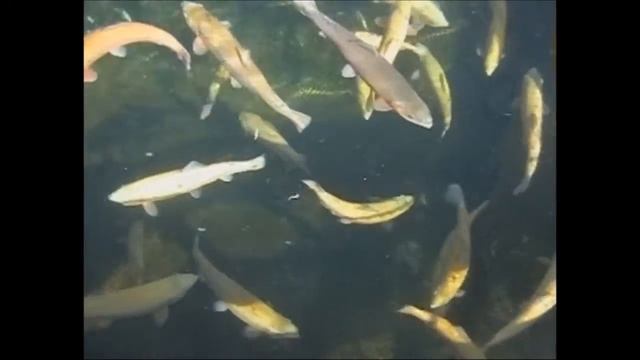 ИСТОКИ РЕКИ ИК смотреть онлайн