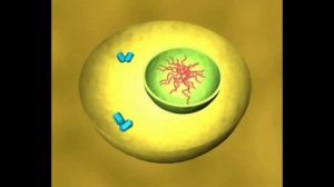 Деление клетки