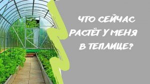 1 июля. Что сейчас растёт у меня в теплице???????????