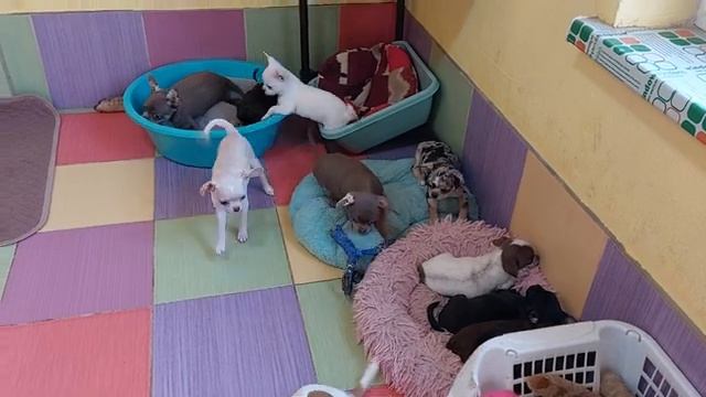 НОВОСТИ, ЗАЧЕМ НАМ собаки, питомник чихуахуа Кастропуло Крым, купить щенка +79787458062 ПРОДАЖА смотреть онлайн